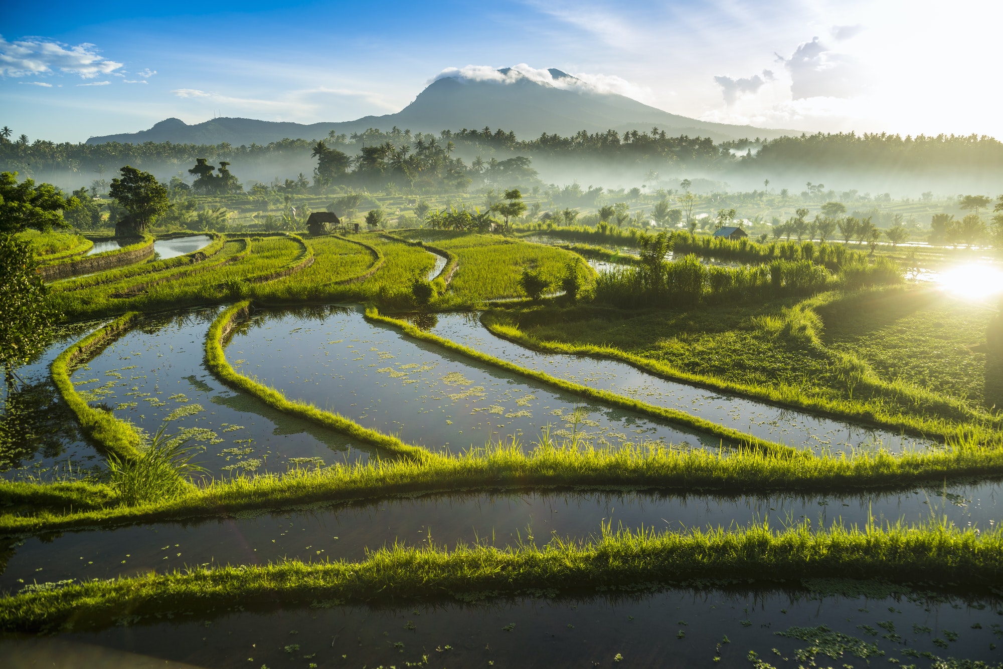 rice-fields-bali-indonesia