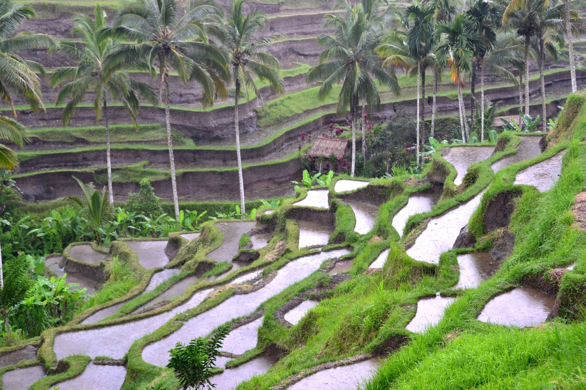 rice-terrace-in-bali